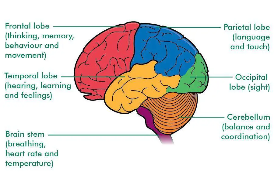 quality sleep is vital for the function of different parts of the brain 