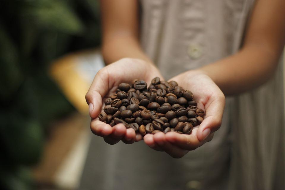 women holding coffee grains in her hands